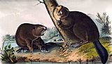 John James Audubon North American Beaver painting